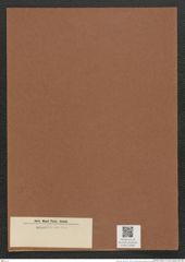 Clavicula sp. (de-Toni-Nr.: Genus 75) Zeichnungen Sammlung Grunow Mappe 02981 (Herbarium_W_Grunow_drawings_Folder_02981)